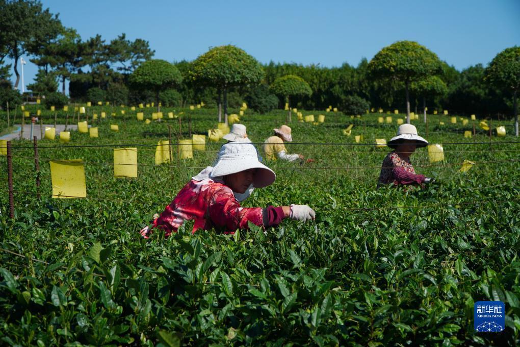 菠菜正规平台